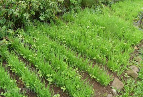 Отрава для травы в домашних условиях. Рецепты безопасных натуральных настоев против сорняков и правильное применение