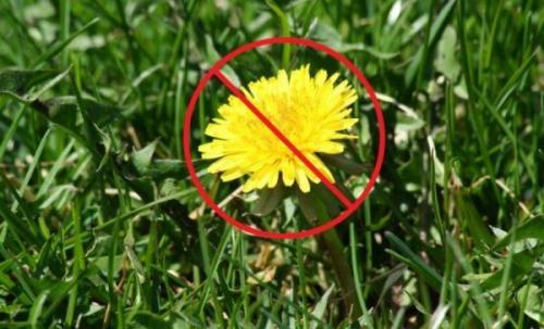 Как уничтожить траву навсегда в домашних условиях. Как избавиться от травы на участке