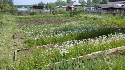 Отрава для травы в домашних условиях. Рецепты безопасных натуральных настоев против сорняков и правильное применение