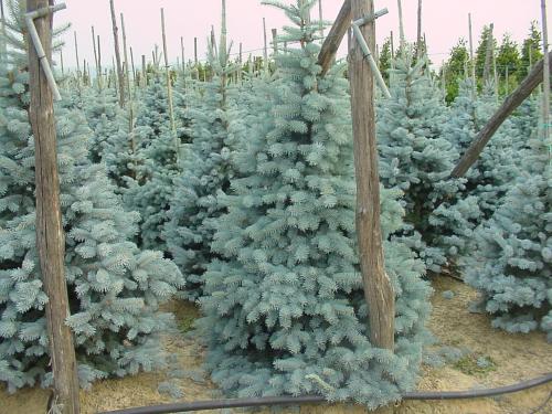 Вечнозеленые растения для сада. Добавление статьи в новую подборку 10 Вечнозеленые растения для сада. Добавление статьи в новую подборку 10