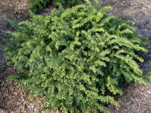 Вечнозеленые деревья и кустарники: список хвойников для сада