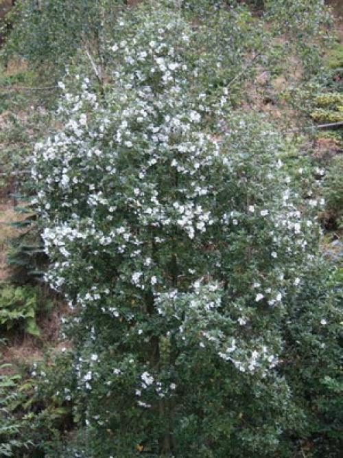 Вечнозеленый кустарник с яркими цветами. Вечнозеленые кустарники и растения