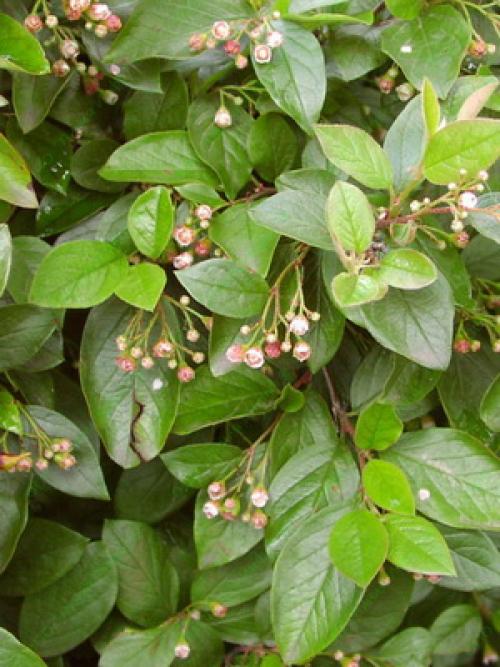 Вечнозеленый кустарник с яркими цветами. Вечнозеленые кустарники и растения