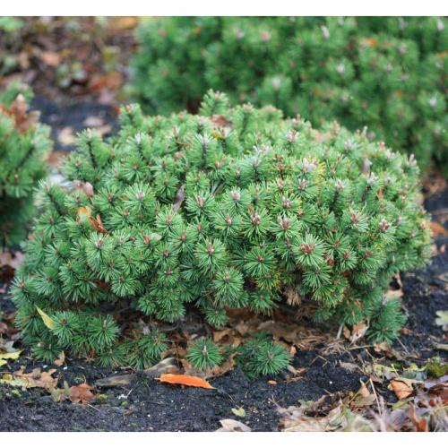 Вечнозеленые деревья и кустарники: список хвойников для сада