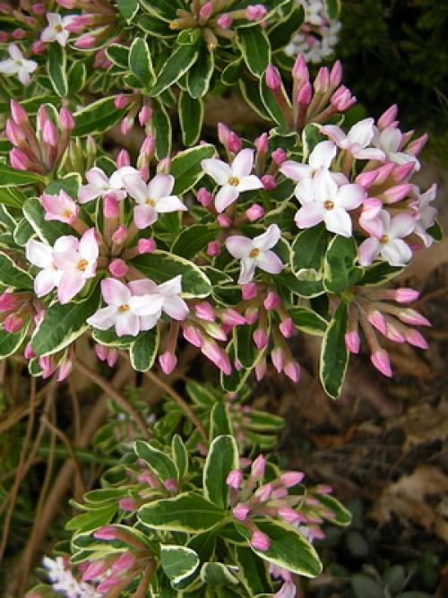 Вечнозеленый кустарник с яркими цветами. Вечнозеленые кустарники и растения