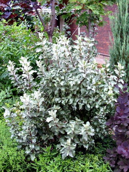 Вечнозеленый кустарник с яркими цветами. Вечнозеленые кустарники и растения