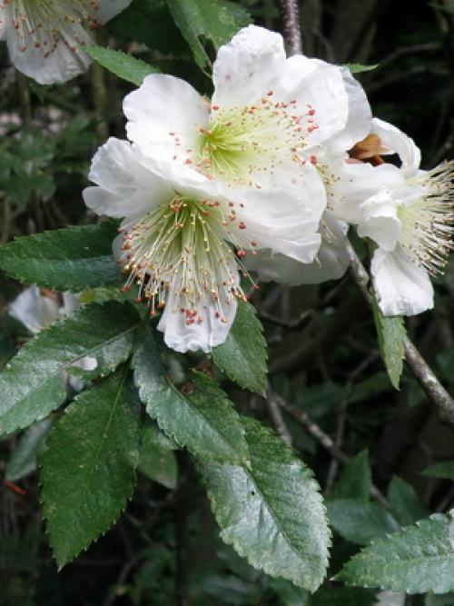 Вечнозеленый кустарник с яркими цветами. Вечнозеленые кустарники и растения