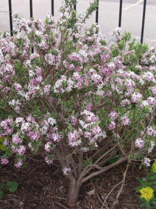 Вечнозеленый кустарник с яркими цветами. Вечнозеленые кустарники и растения