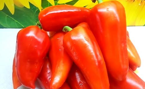 Лучшие ранние сорта перца. Ультраскороспелые и ранние сорта перцев: топ-20