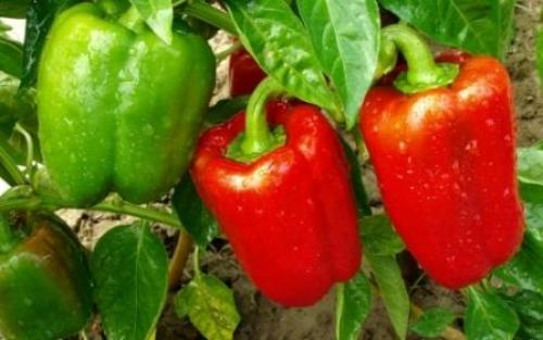 Лучшие сорта перцев для рассады в 2023 году от Садов России. Как выращивают перец 08 Лучшие сорта перцев для рассады в 2023 году от Садов России. Как выращивают перец 08