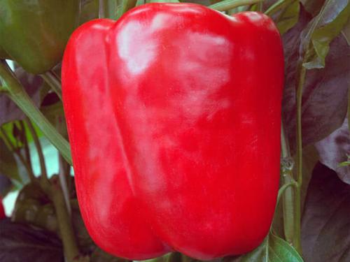 Поздние сорта перца. Лучшие сорта болгарского перца