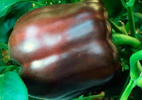 Поздние сорта перца. Лучшие сорта болгарского перца