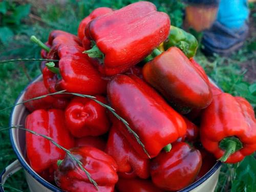 Поздние сорта перца. Лучшие сорта болгарского перца