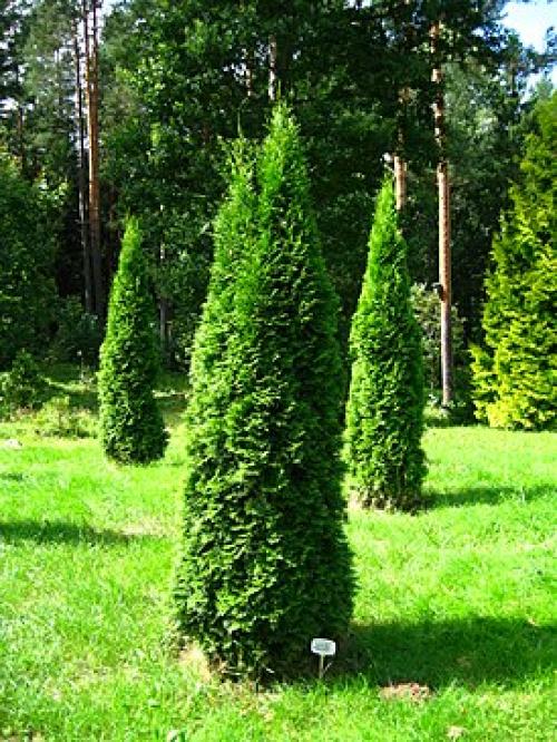 Туя западная описание. Характеристика растения западная туя: описание и размеры 04