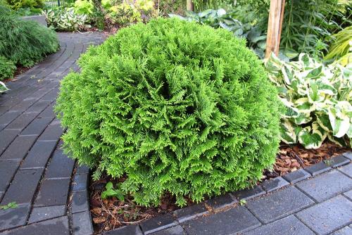 Туя западная Даника. Туя Даника в ландшафтном дизайне: описание и фото