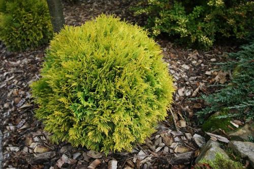Туя западная Даника. Туя Даника в ландшафтном дизайне: описание и фото