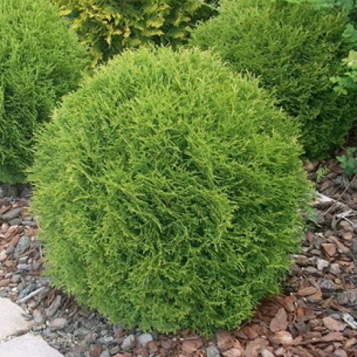 Туя западная описание. Характеристика растения западная туя: описание и размеры 01