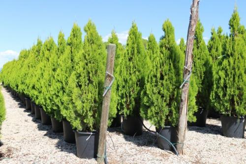 Туя западная посадка и уход. Выращивание