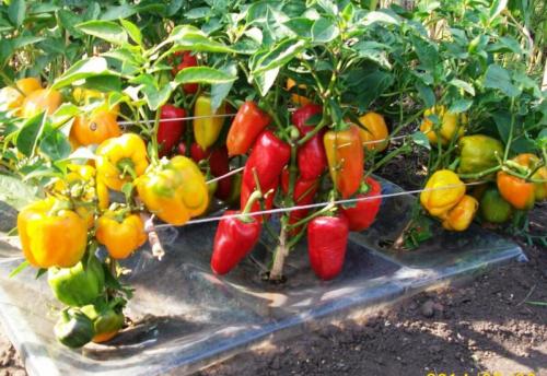 Самые урожайные сорта перца болгарского не требующие формирования. Лучшие сорта семян перцев на 2023 год: описание и фото урожайных сортов сладкого перца