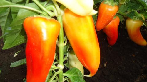 Сорта болгарского перца для открытого грунта и теплицы. Лучшие сорта болгарского перца 02