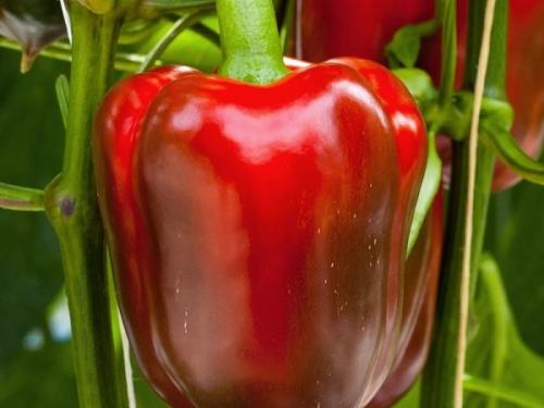 Сорта болгарского перца для открытого грунта и теплицы. Лучшие сорта болгарского перца 08