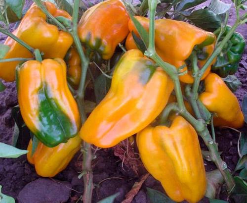Сорта болгарского перца для открытого грунта и теплицы. Лучшие сорта болгарского перца