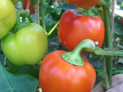 Ультраскороспелые и ранние сорта перцев. Лучшие ультраранние сорта перца