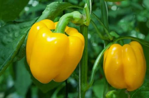 Ультраскороспелые и ранние сорта перцев. Лучшие ультраранние сорта перца 13