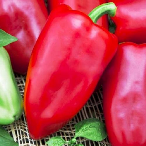 Ультраскороспелые и ранние сорта перцев. Лучшие ультраранние сорта перца