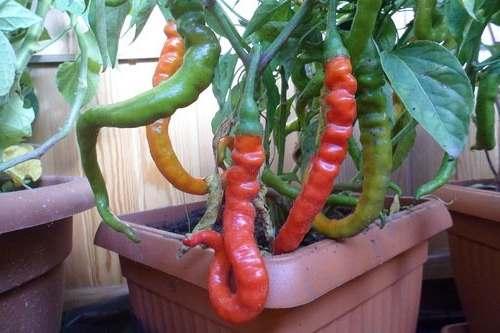 25 лучших сортов сладкого болгарского перца. 40 лучших сортов сладкого перца с описанием и характеристиками 06 25 лучших сортов сладкого болгарского перца. 40 лучших сортов сладкого перца с описанием и характеристиками 06