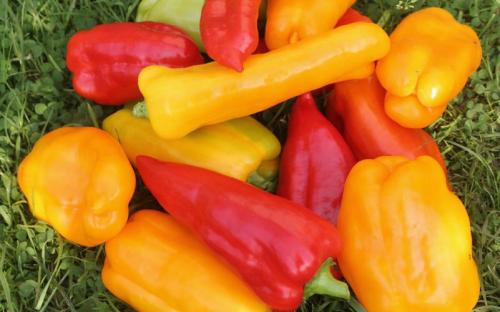 Ультраскороспелые и ранние сорта перцев. Лучшие ультраранние сорта перца 12