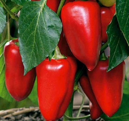 Ультраскороспелые и ранние сорта перцев. Лучшие ультраранние сорта перца