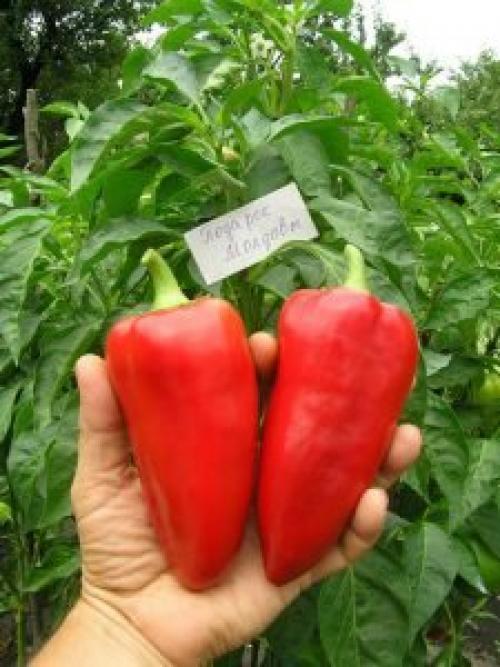 Ультраскороспелые и ранние сорта перцев. Лучшие ультраранние сорта перца 10