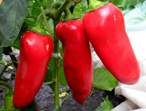 25 лучших сортов сладкого болгарского перца. 40 лучших сортов сладкого перца с описанием и характеристиками 03 25 лучших сортов сладкого болгарского перца. 40 лучших сортов сладкого перца с описанием и характеристиками 03