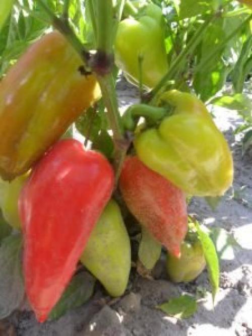 Лучшие сорта перца сладкого. Чем полезен сладкий перец 04 Лучшие сорта перца сладкого. Чем полезен сладкий перец 04