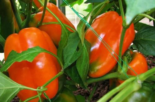 Ультраскороспелые и ранние сорта перцев. Лучшие ультраранние сорта перца 16