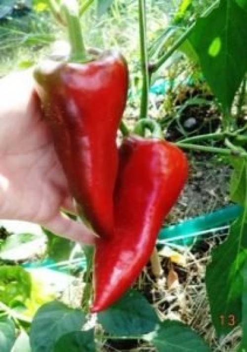 Ультраскороспелые и ранние сорта перцев. Лучшие ультраранние сорта перца 09