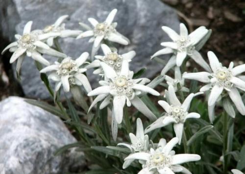 Большие камни на участке: как превратить их в украшение 18 Большие камни на участке: как превратить их в украшение 18