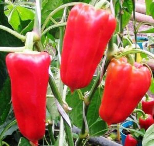 Низкорослые перцы для открытого грунта. Ультраскороспелые и ранние сорта перцев: топ-20