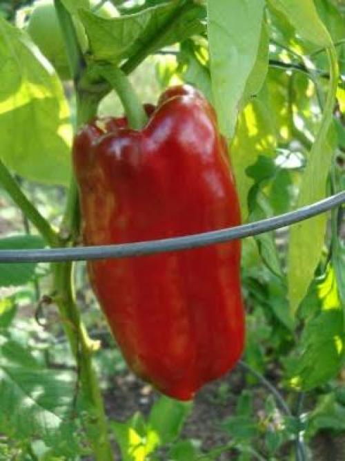 Лучшие сорта сладкого перца для открытого грунта. Cорта раннего перца сладкого для открытого грунта 01