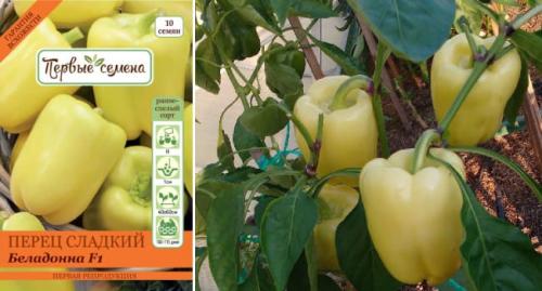 Супер ранние сорта перца для теплиц. Самые лучшие сорта сладкого перца