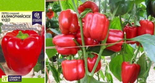 Супер ранние сорта перца для теплиц. Самые лучшие сорта сладкого перца