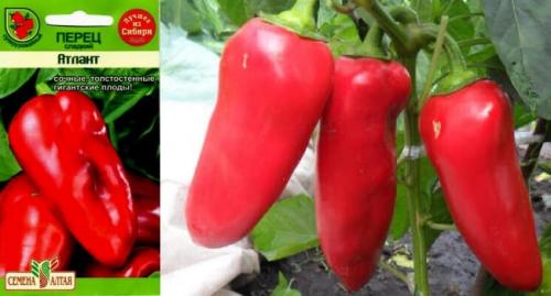 Супер ранние сорта перца для теплиц. Самые лучшие сорта сладкого перца