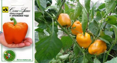 Супер ранние сорта перца для теплиц. Самые лучшие сорта сладкого перца