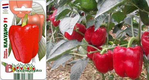 Супер ранние сорта перца для теплиц. Самые лучшие сорта сладкого перца