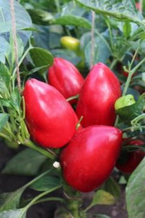 Раннеспелые сорта перца для открытого грунта. Суперскороспелые культивары