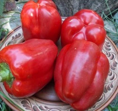 Мясистые сорта сладкого перца. Мясистый болгарский перец для теплиц