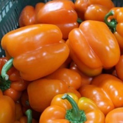 Мясистые сорта сладкого перца. Мясистый болгарский перец для теплиц