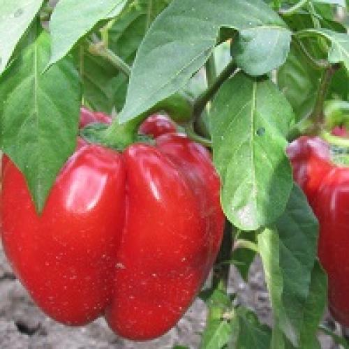 Мясистые сорта сладкого перца. Мясистый болгарский перец для теплиц