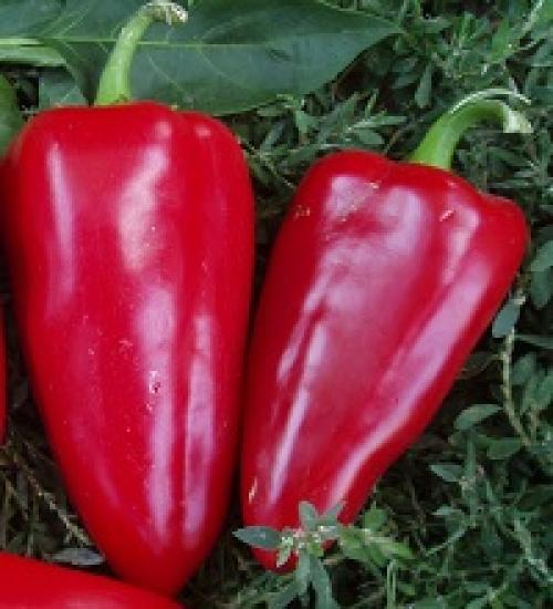 Мясистые сорта сладкого перца. Мясистый болгарский перец для теплиц